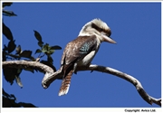 06. Laughing Kookaburra